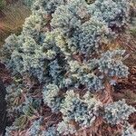 Juniperus squamata आदत