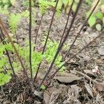 Adiantum pedatum Ŝelo