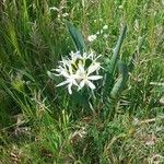 Pancratium illyricum Hábito