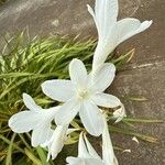 Watsonia borbonica Blüte