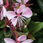 Gaura lindheimeri Blüte