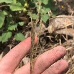 Andropogon gerardi Fruit