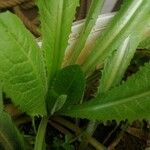 Lactuca virosa 葉