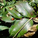 Berberis aquifolium List