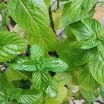 Mentha x piperita Fuelha