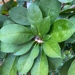 Solandra grandiflora পাতা