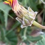 Reichardia tingitana Fleur