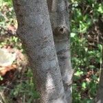 Afrocanthium mundianum 樹皮