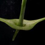 Clematis connata Corteza