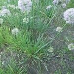 Allium nutans Folha