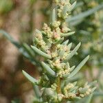 Suaeda maritima Fula