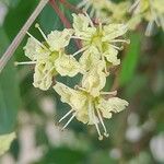 Lawsonia inermis Kvet