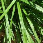 Liriope spicata Leaf