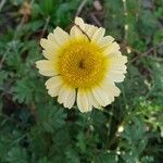 Cota tinctoria Λουλούδι