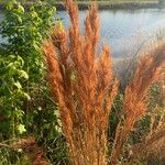 Andropogon bicornis Leaf