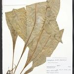 Elaphoglossum luridum Leaf