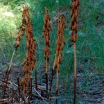 Corallorhiza maculata Staniste