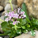 Valeriana apula Flower