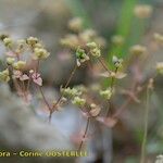 Radiola linoides Alia
