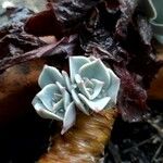 Echeveria lilacina Лист