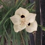 Dietes bicolor Flower