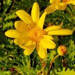 Euryops pectinatus Floro