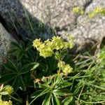 Alchemilla alpigena Квітка