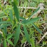 Lathyrus linifolius Ліст