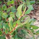 Rumex roseus Hoja
