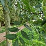 Fraxinus pennsylvanica Leaf