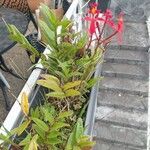 Epidendrum ibaguense Levél