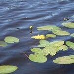 Nuphar pumila आदत