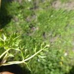 Libanotis pyrenaica 樹皮