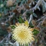 Carlina salicifolia Цветок