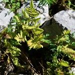 Gymnocarpium robertianum Hoja