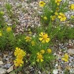 Helenium amarum Kvet