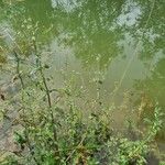 Veronica anagallis-aquaticaFlower