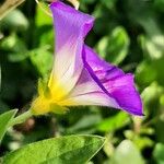 Convolvulus tricolor Floare