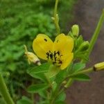 Cleome viscosaFlower