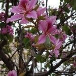 Bauhinia variegata Fiore