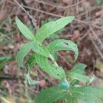 Mentha longifolia Folha