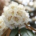 Rhododendron arizelum Flower