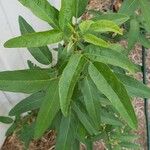 Cajanus cajan Leaf