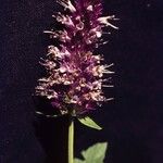 Agastache urticifolia Flower