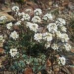 Hornungia alpina Flower