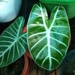 Alocasia longiloba Ліст