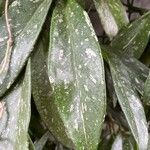 Hoya carnosa Leaf