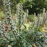 Acanthus mollisFlower