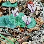 Cyclamen purpurascens Flor