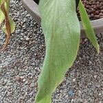 Curcuma longa Leaf